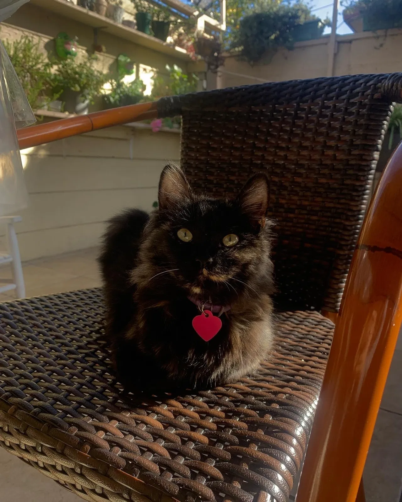 Lost cat in Oxnard, CA, 93033