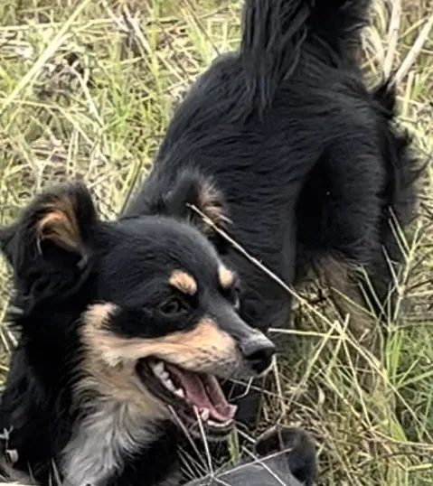 Lost dog in Sacramento, CA, 95833