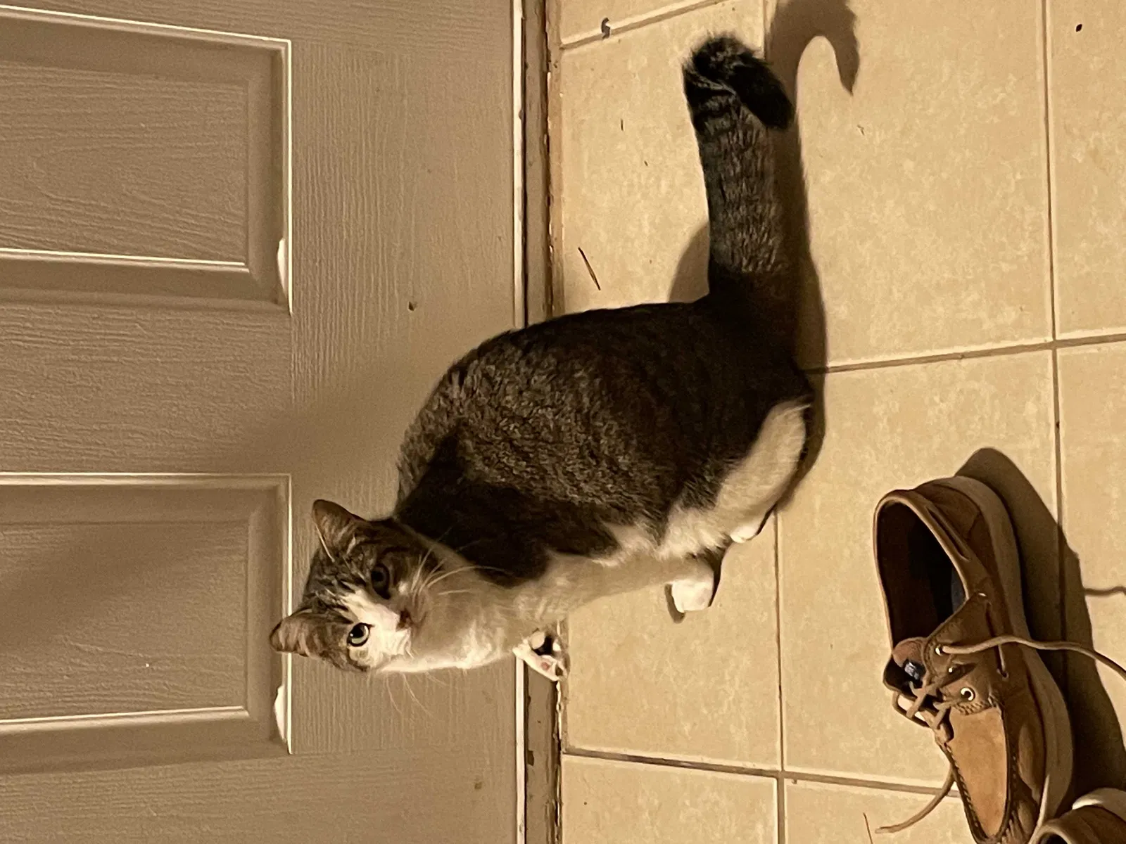 Lost cat in Jacksonville, FL, 32210