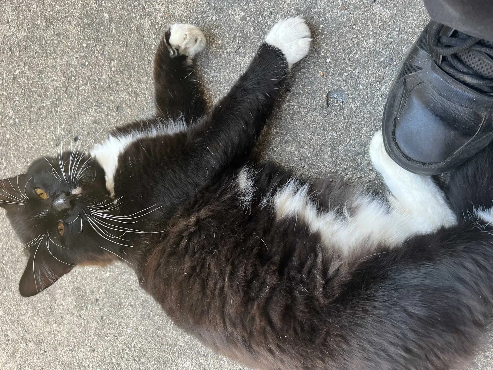 Lost cat in Englewood, OH, 45322