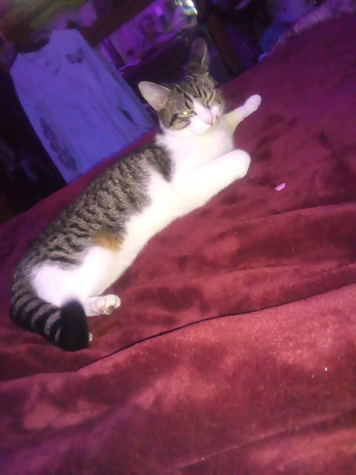 Lost cat in Cantonment, FL, 32533