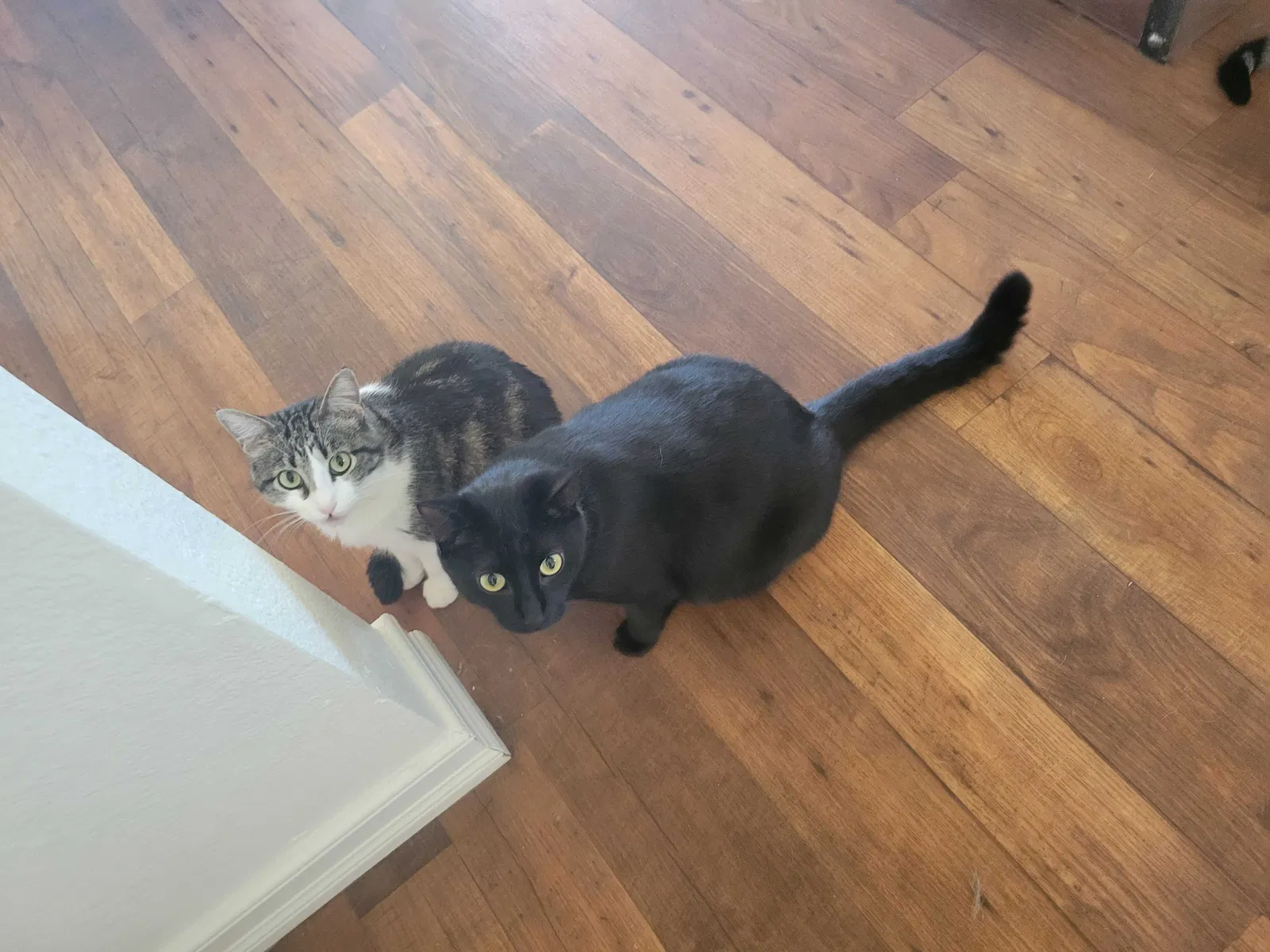 Lost cat in Oceanside, CA, 92058