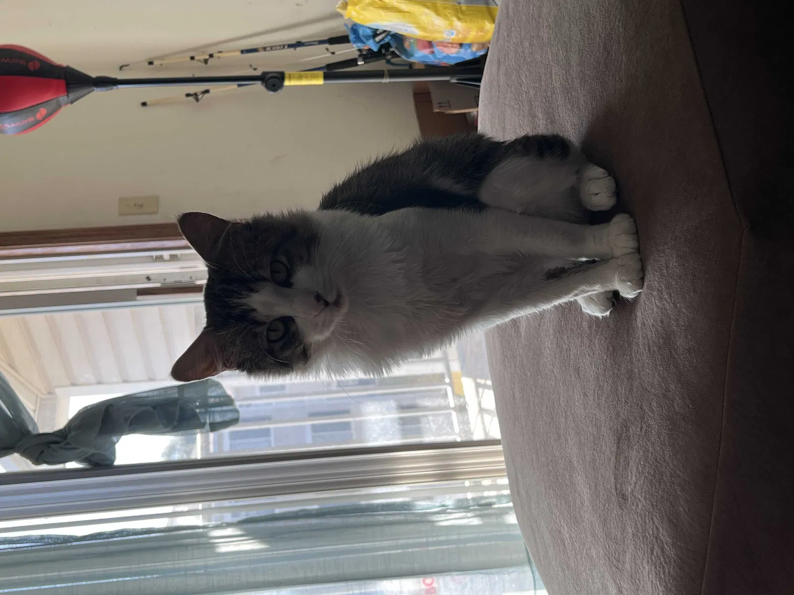Lost cat in Decatur, AL, 35601