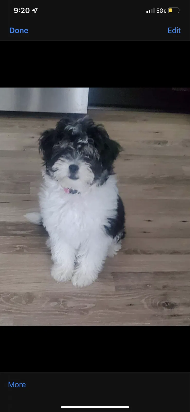 Lost dog in Oregon City, OR, 97045