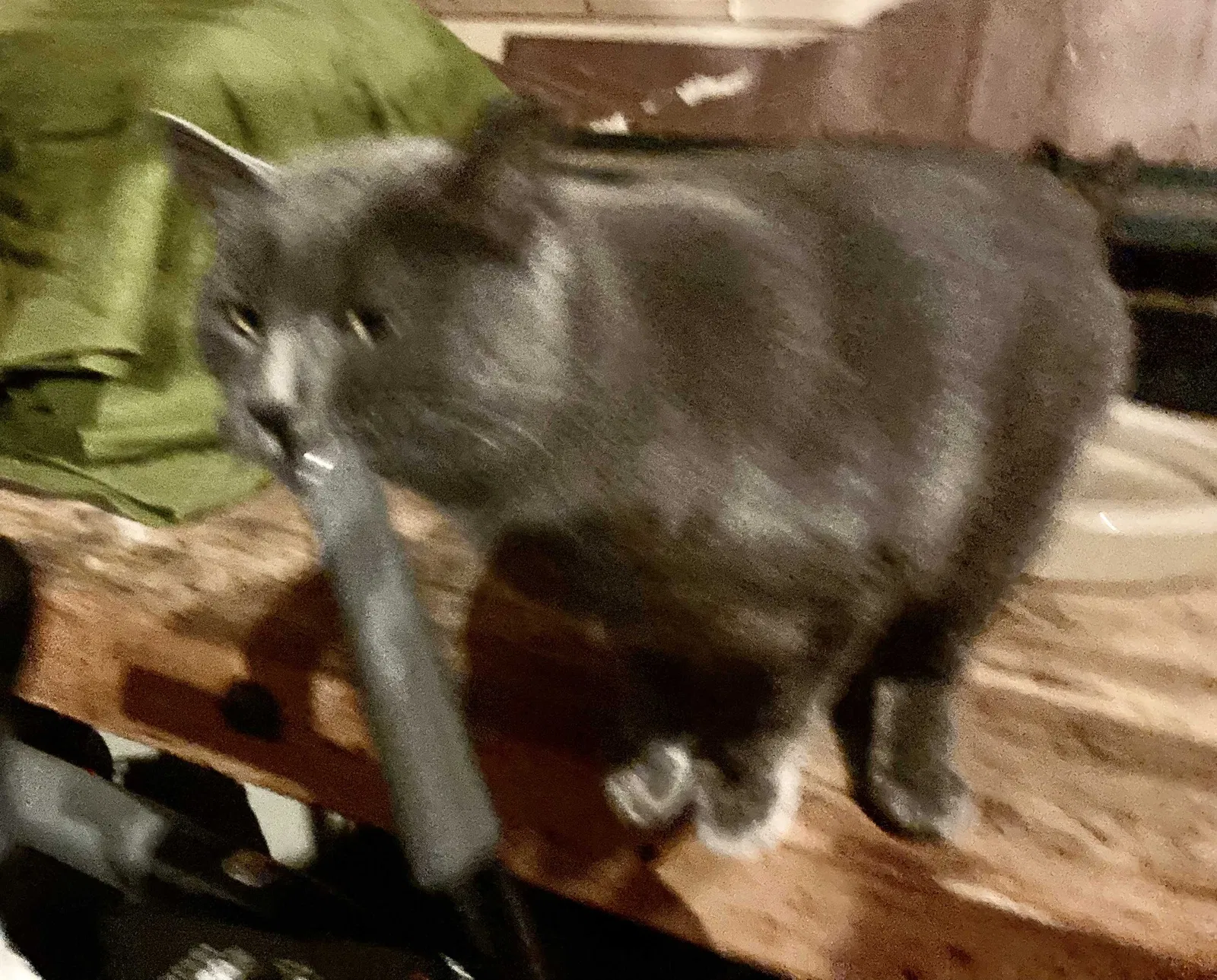 Found cat in Green Bay, WI, 54313