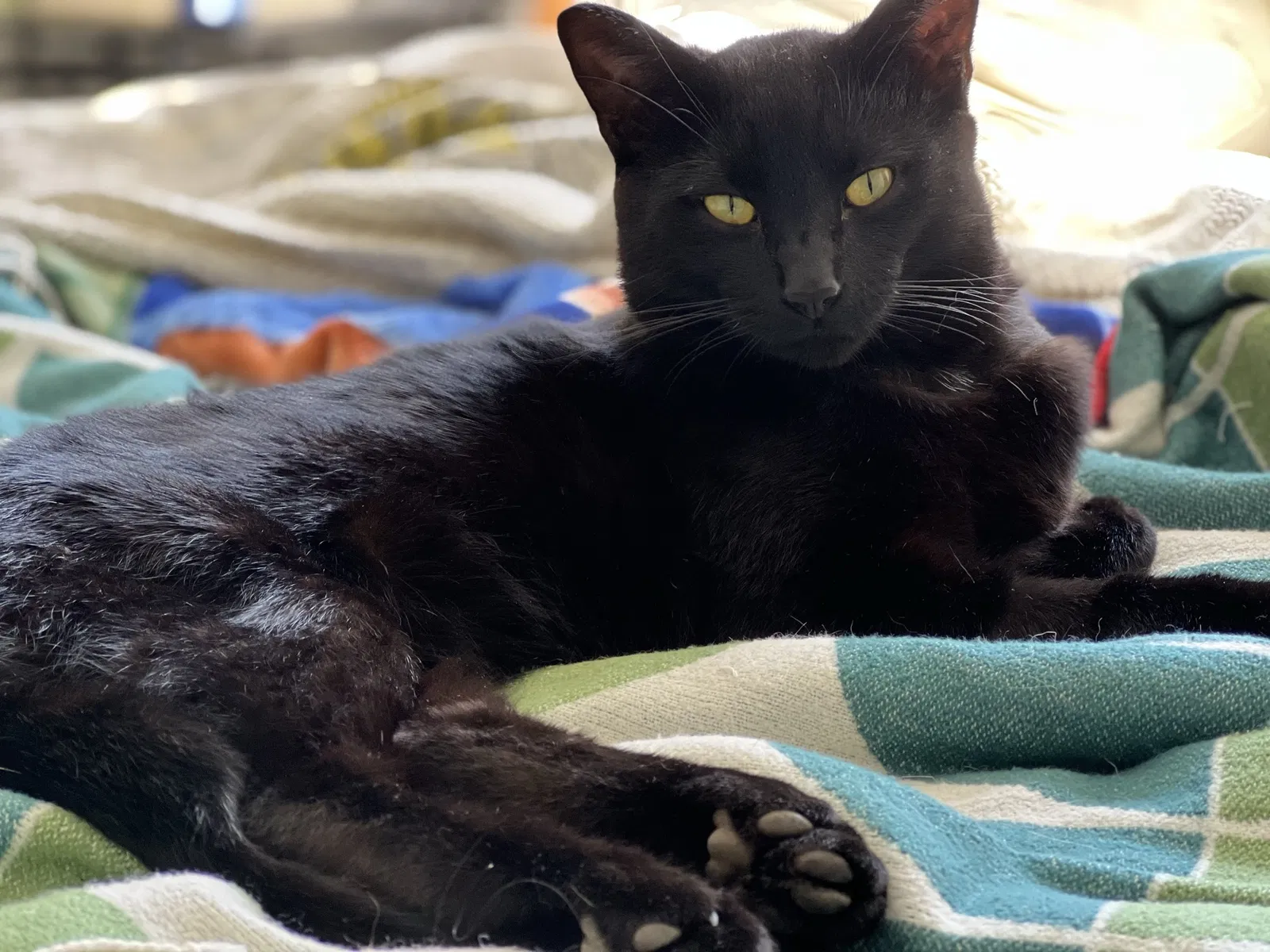 Lost cat in Knoxville, TN, 37920