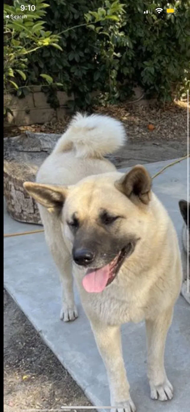 Lost dog in Sylmar, CA, 91342