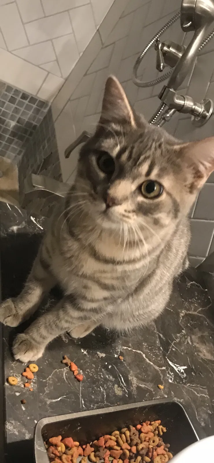 Lost cat in Lake Elsinore, CA, 92530
