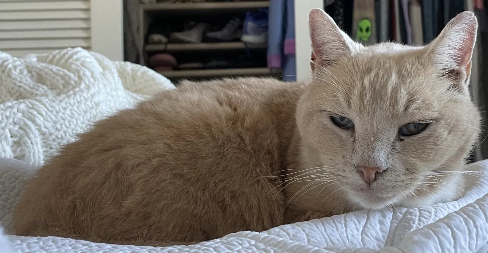 Lost cat in La Jolla, CA, 92037