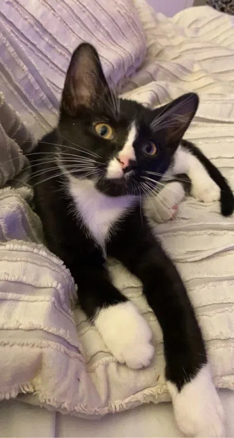Lost cat in Troy, IL, 62294