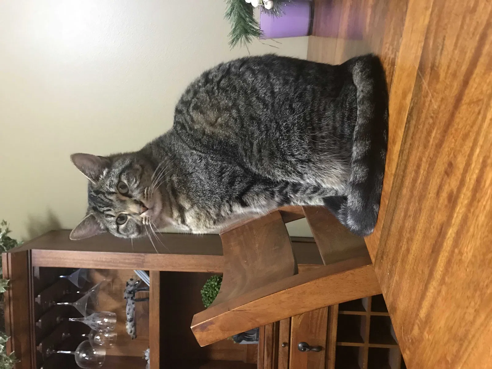 Lost cat in Bend, OR, 97701