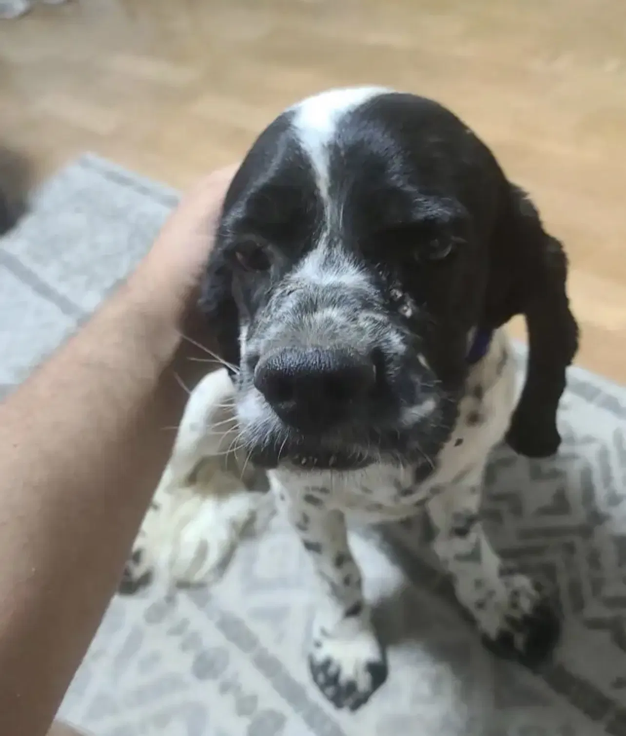 Lost dog in Clovis, CA, 93611