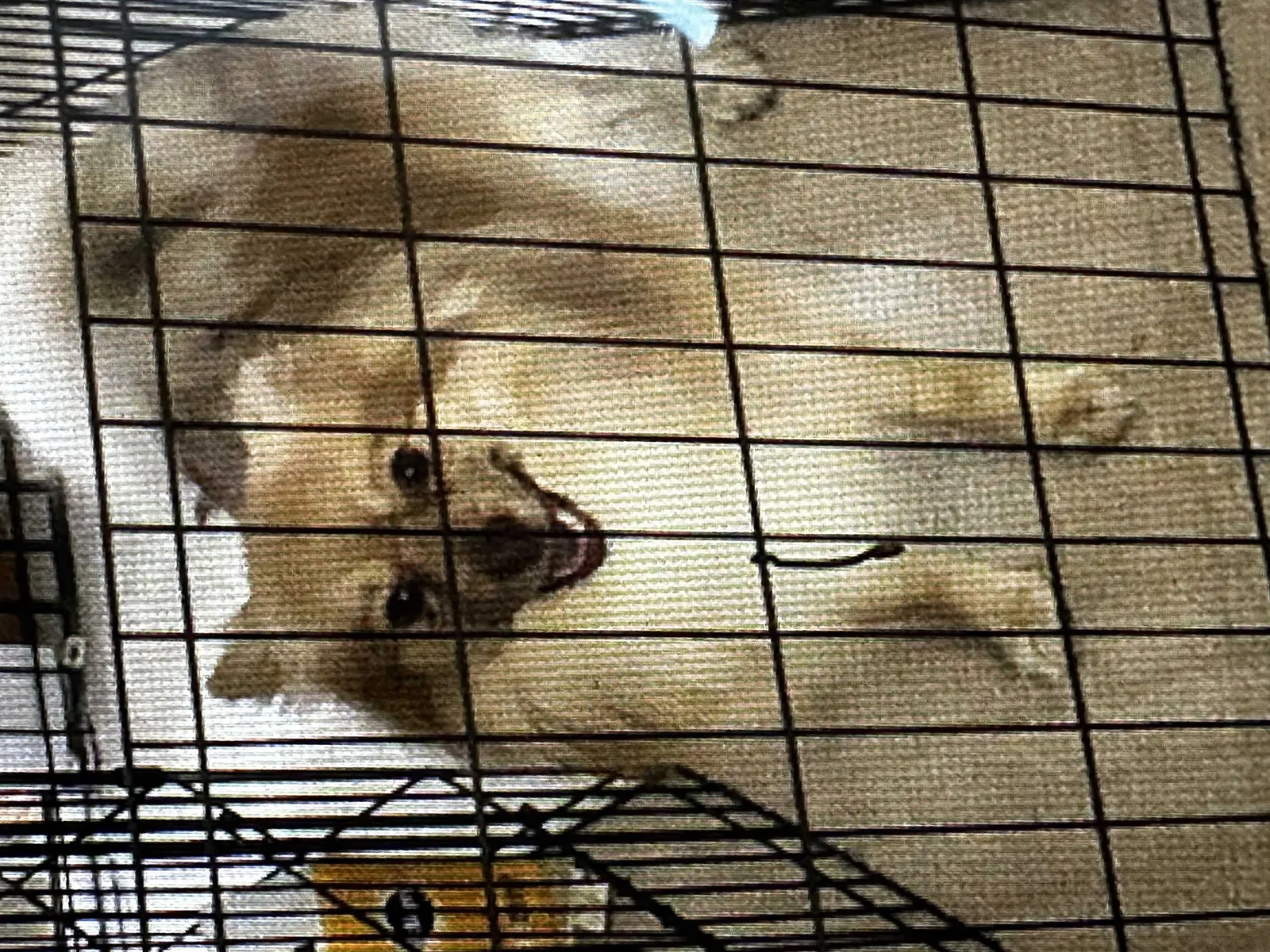 Lost dog in Everett, WA, 98204