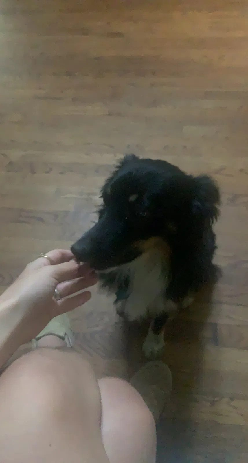 Lost dog in Mulga, AL, 35118