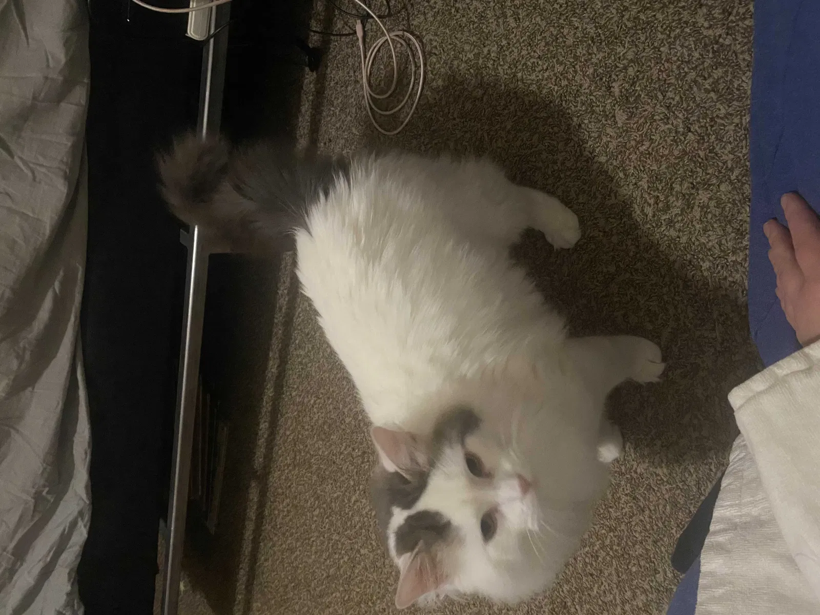 Lost cat in Kansas City, MO, 64114