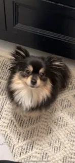 Lost dog in North Canton, OH, 44720