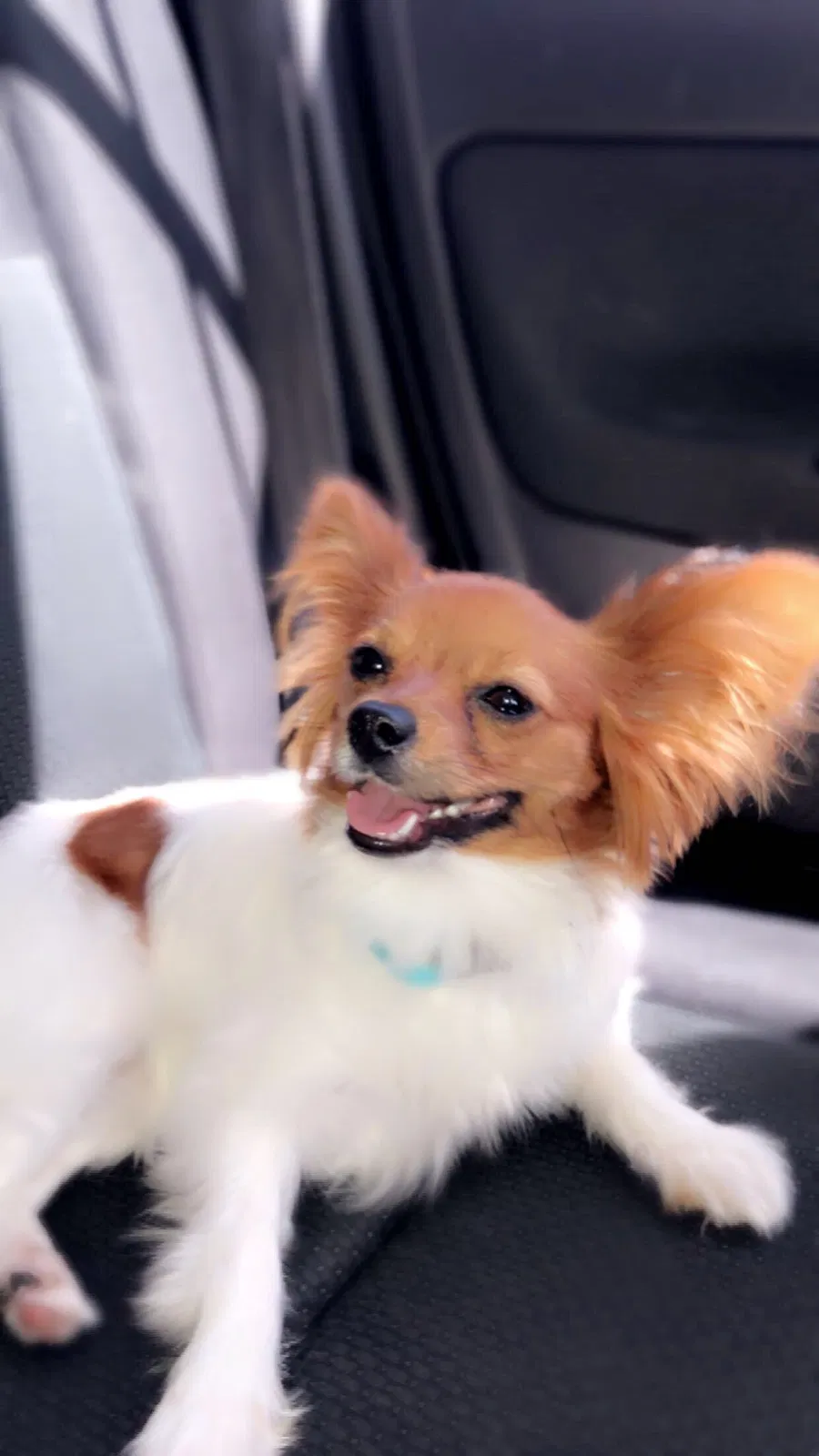 Lost dog in Corona, CA, 92882