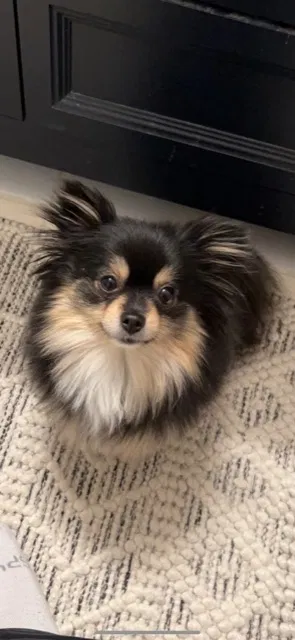 Lost dog in North Canton, OH, 44720