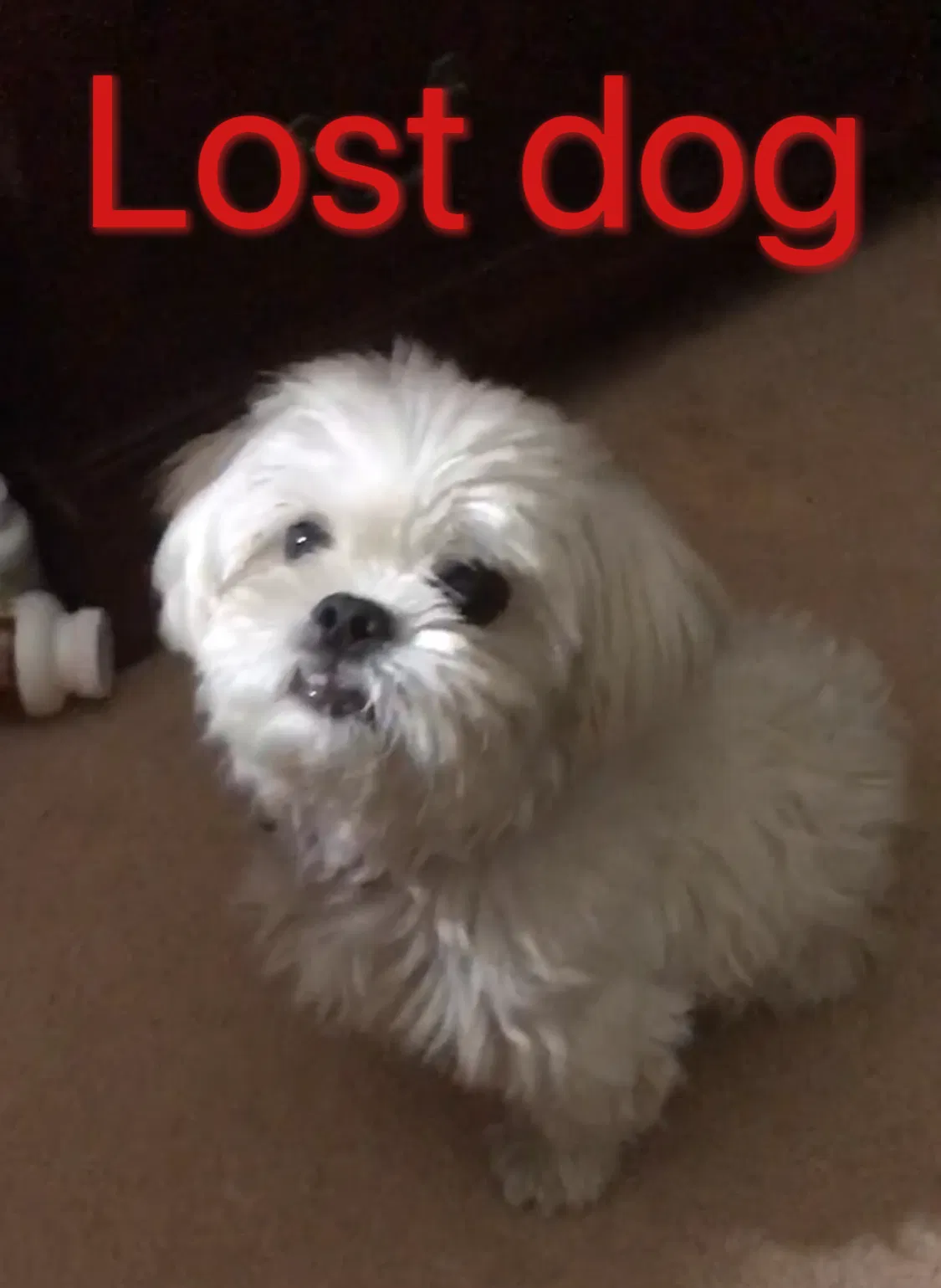 Lost dog in La Puente, CA, 91744