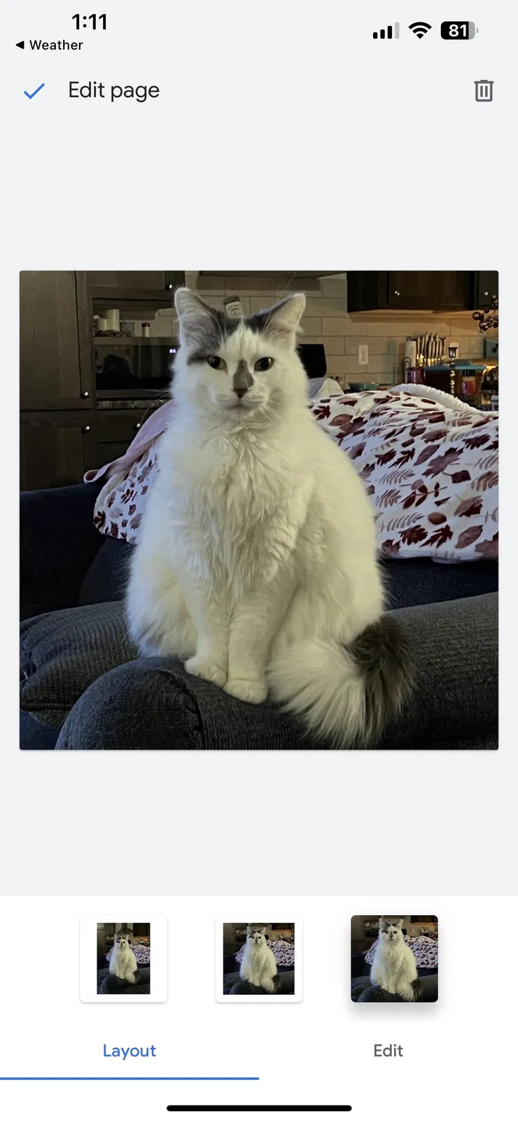 Lost cat in Trenton, MI, 48183