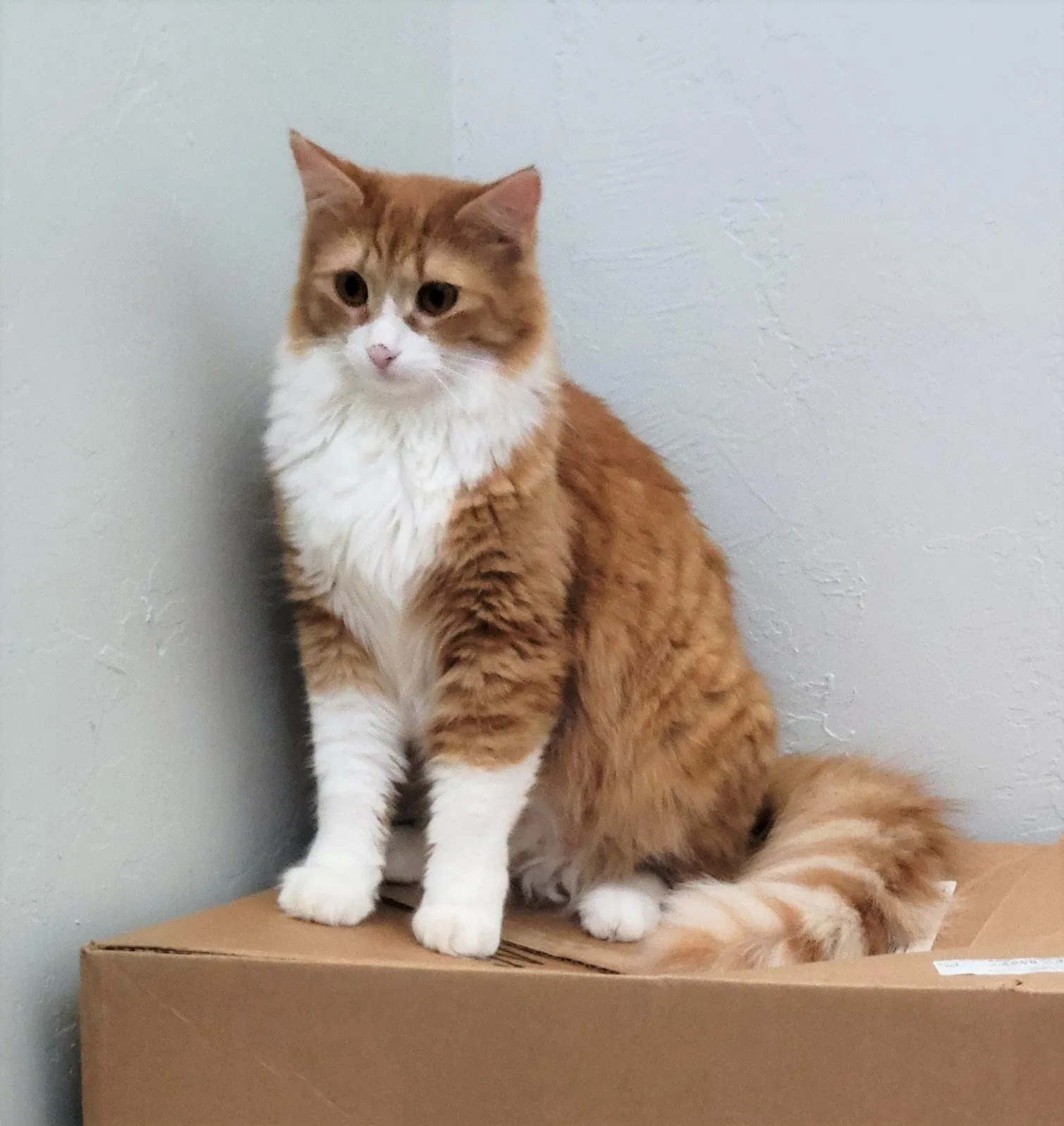 Lost cat in Oklahoma City, OK, 73142