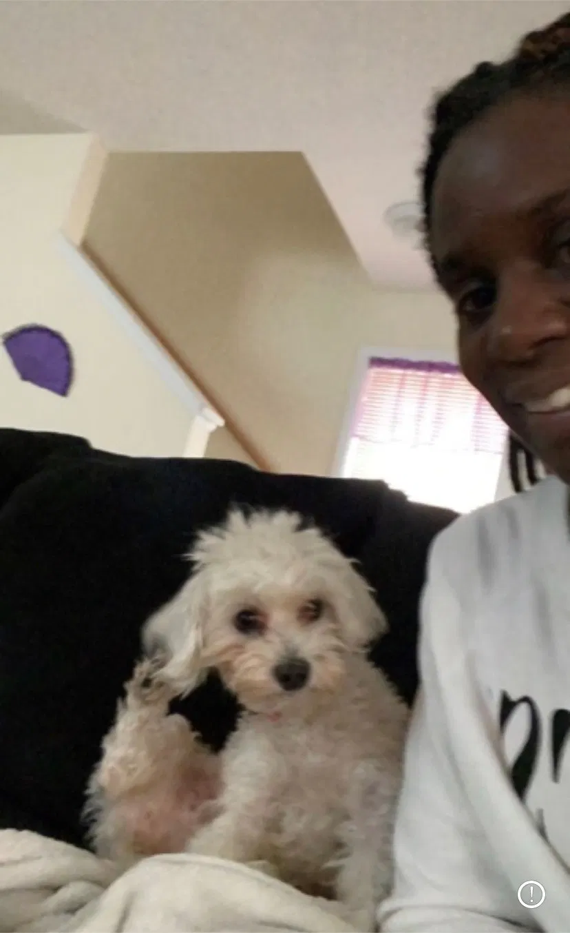 Lost dog in Saint Paul, MN, 55111