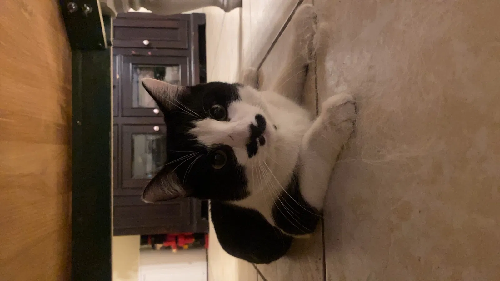 Lost cat in Bakersfield, CA, 93312