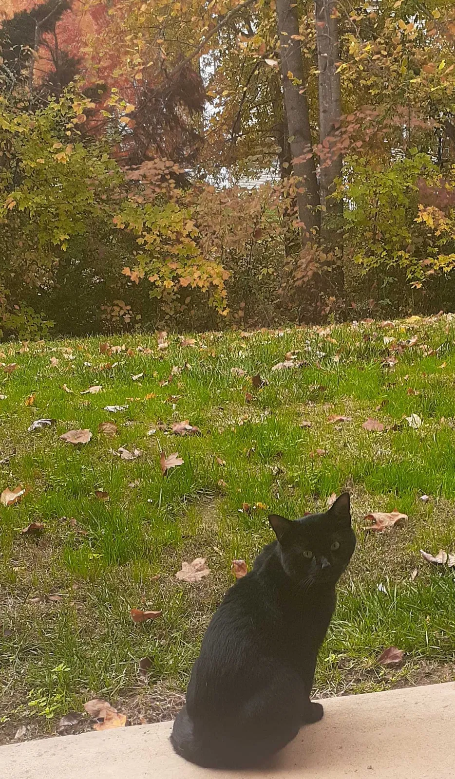 Lost cat in Fredericksburg, VA, 22406