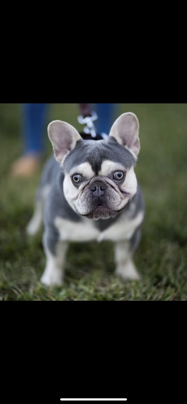 Lost dog in Miami, FL, 33175