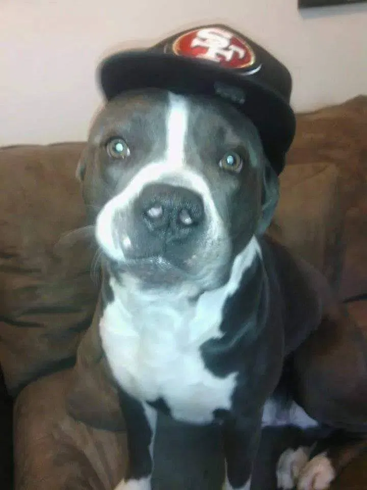 Lost dog in Sacramento, CA, 95828