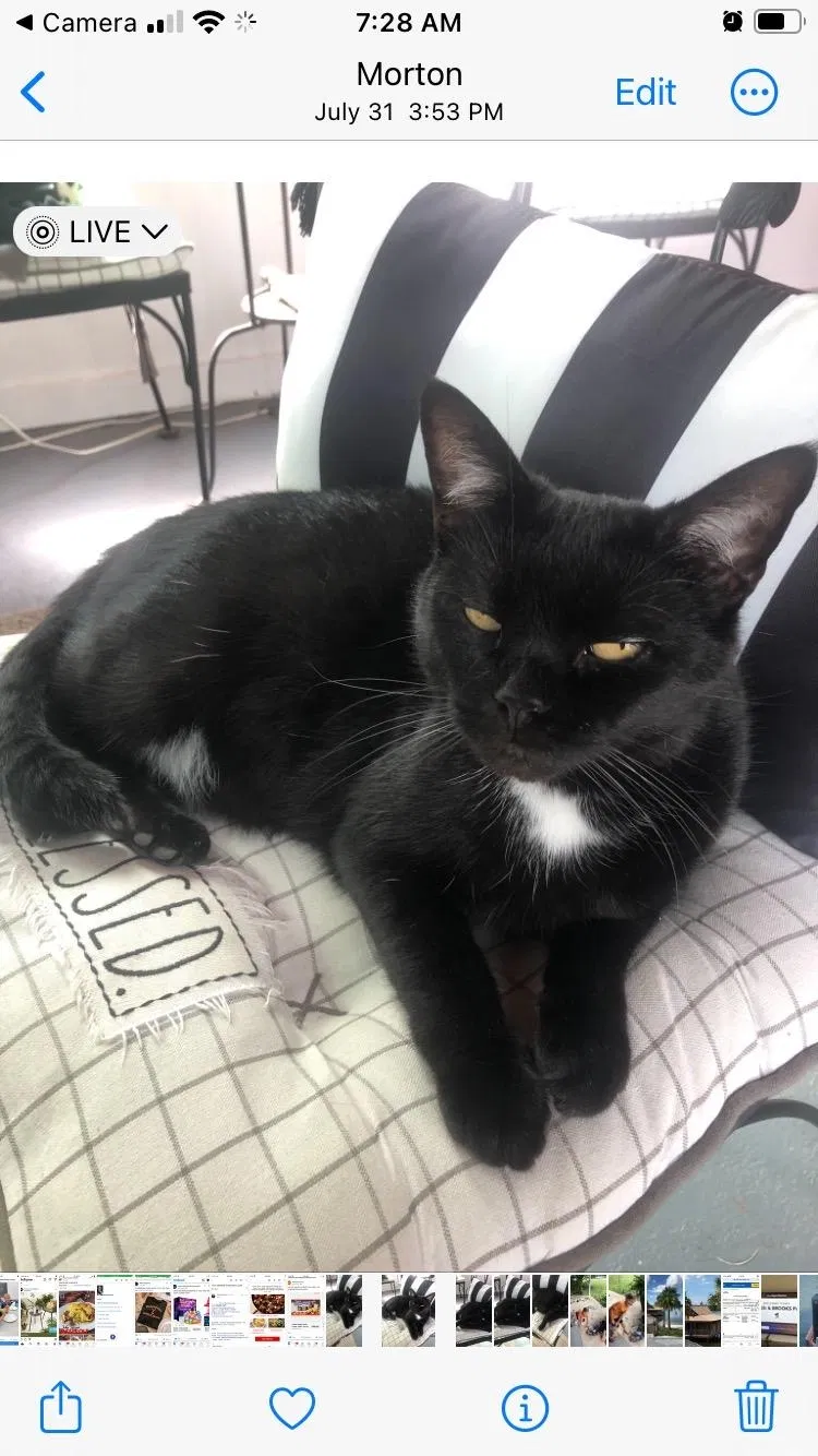 Lost cat in Morton, PA, 19070