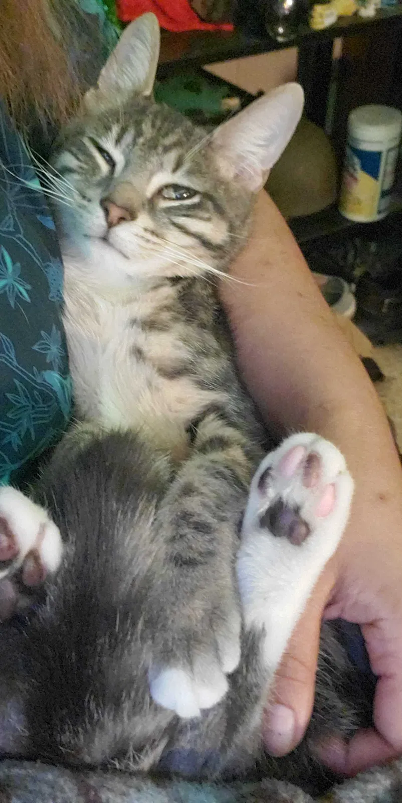 Lost cat in Buffalo, NY, 14225