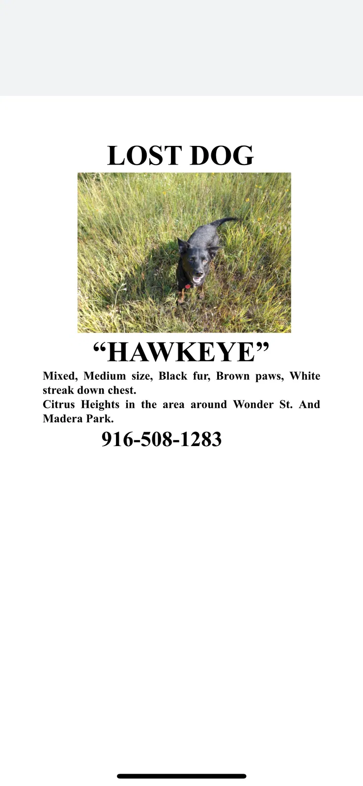 Lost dog in Carmichael, CA, 95608