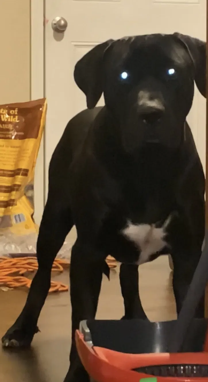 Lost dog in Palmetto, GA, 30268