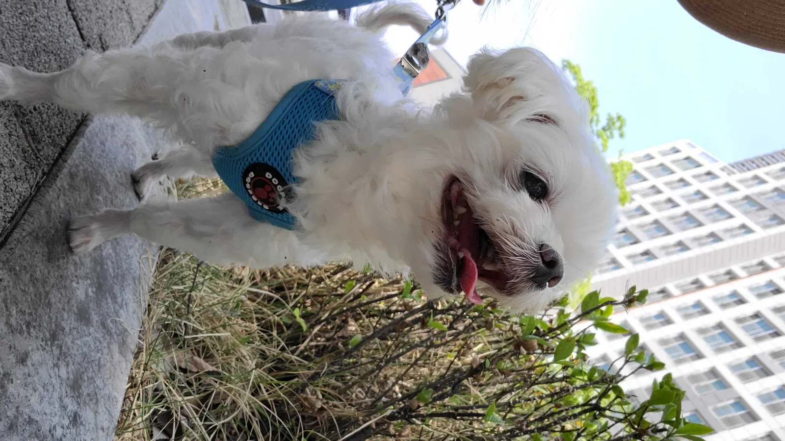 Lost dog in Savannah, GA, 31407