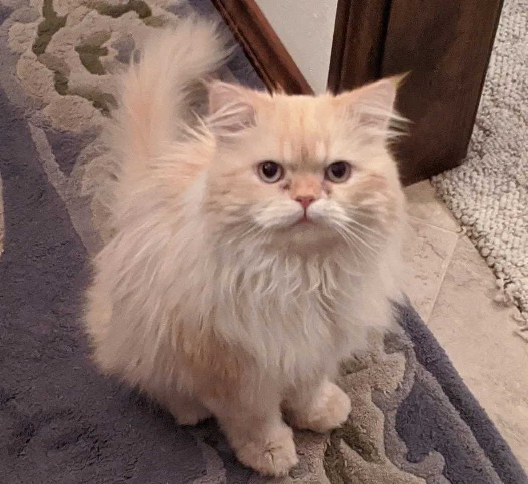 Lost cat in Duncanville, TX, 75116