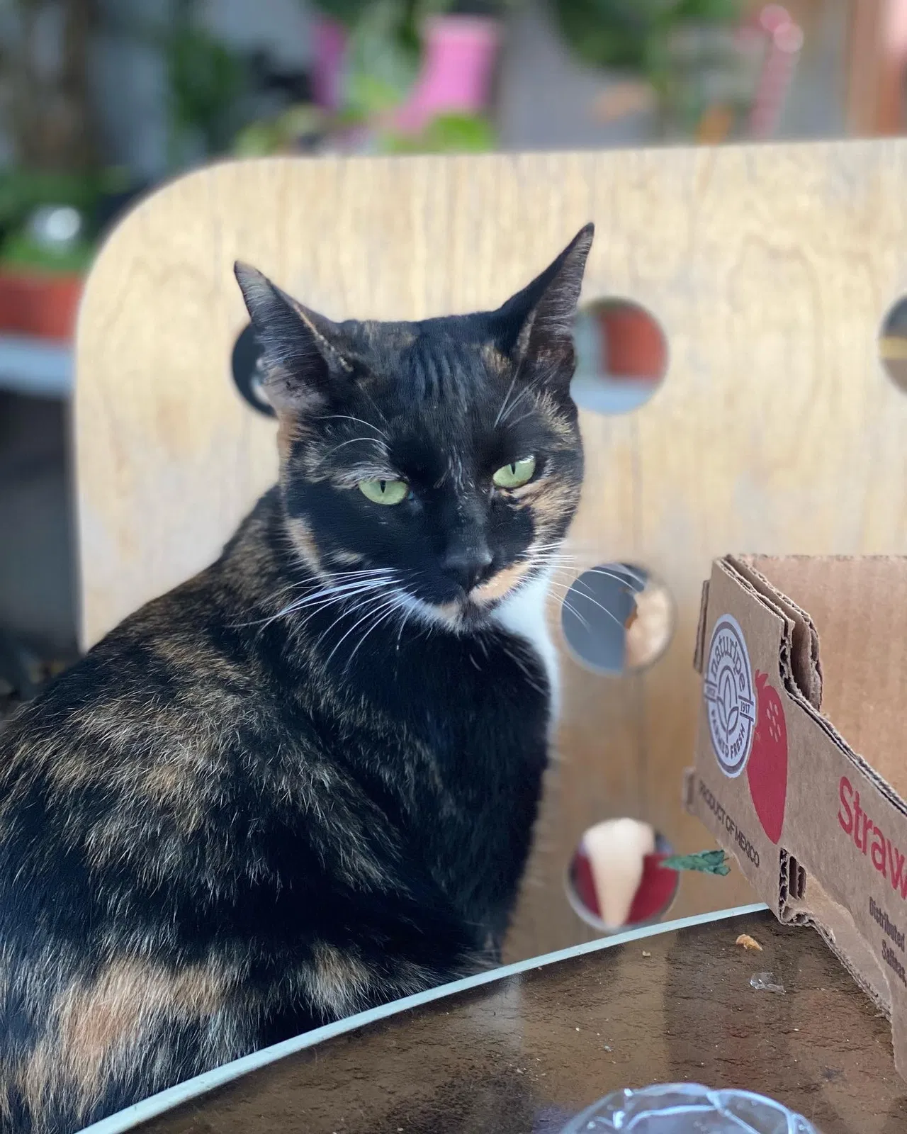 Lost cat in Long Beach, CA, 90805