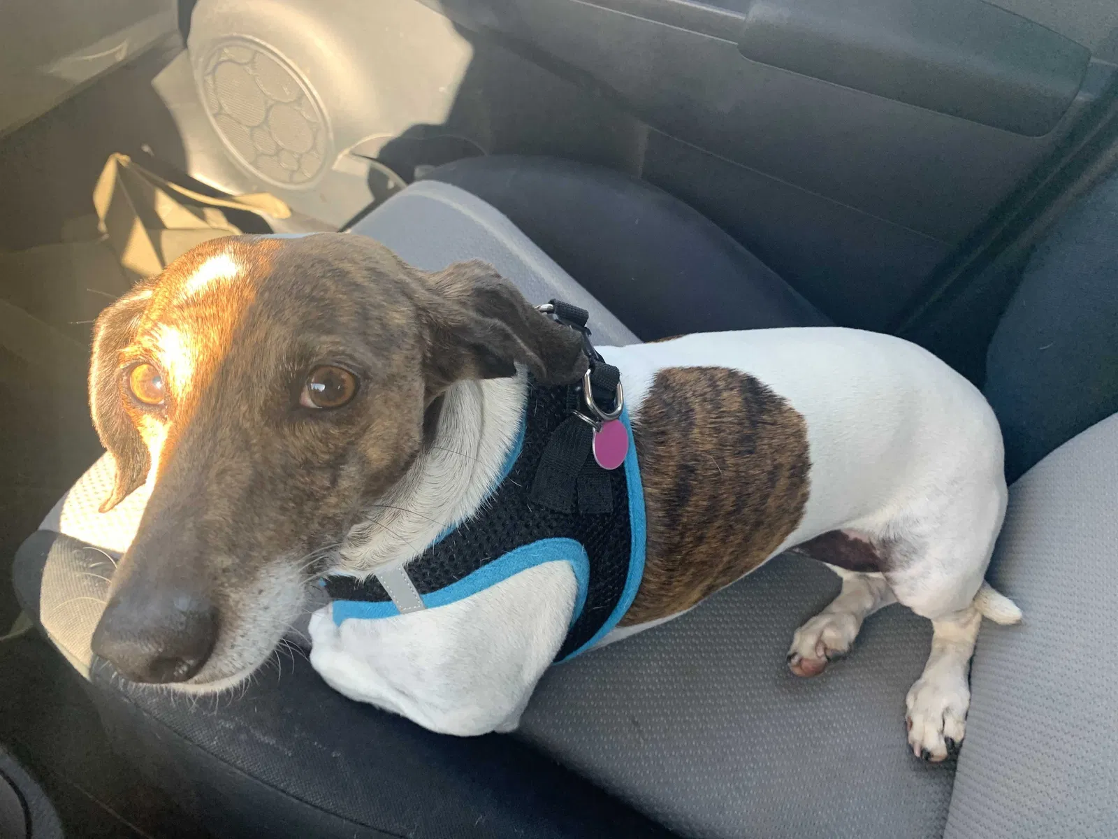 Lost dog in San Diego, CA, 92113