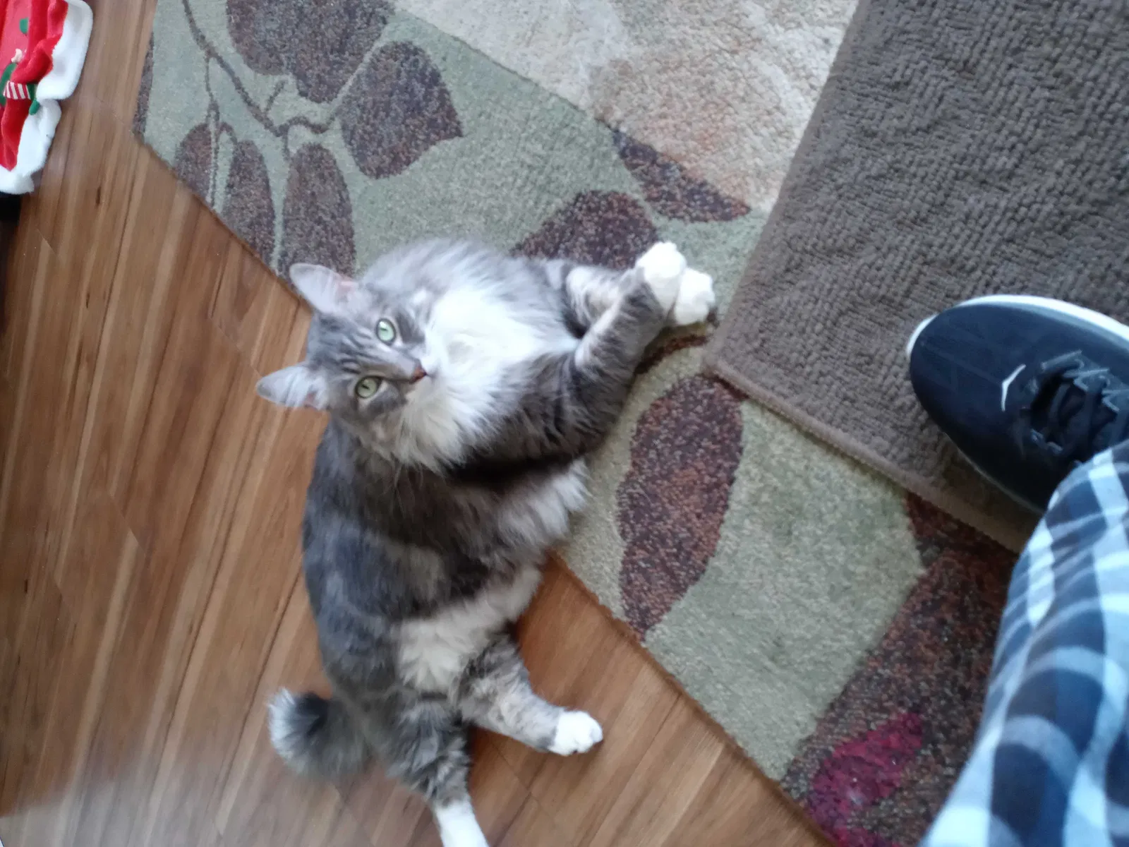 Lost cat in Rio Vista, CA, 94571