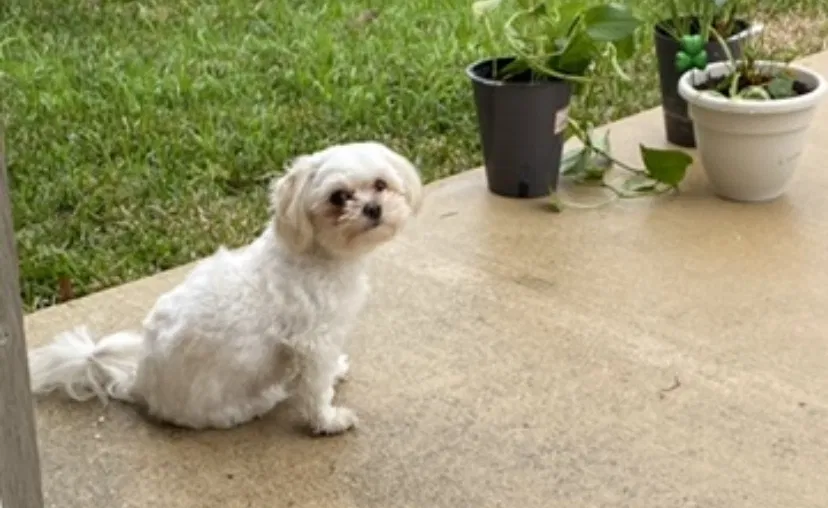 Lost dog in San Antonio, TX, 78245