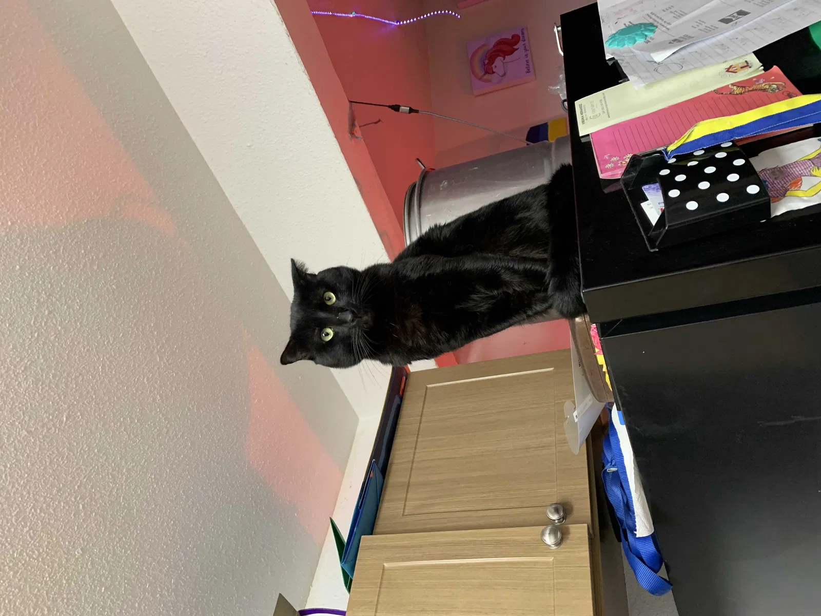 Lost cat in Anaheim, CA, 92802