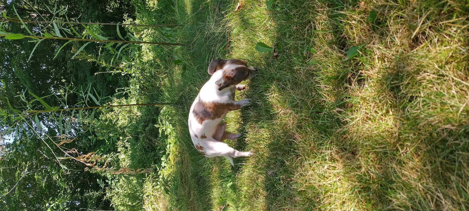 Lost dog in Boise, ID, 83704