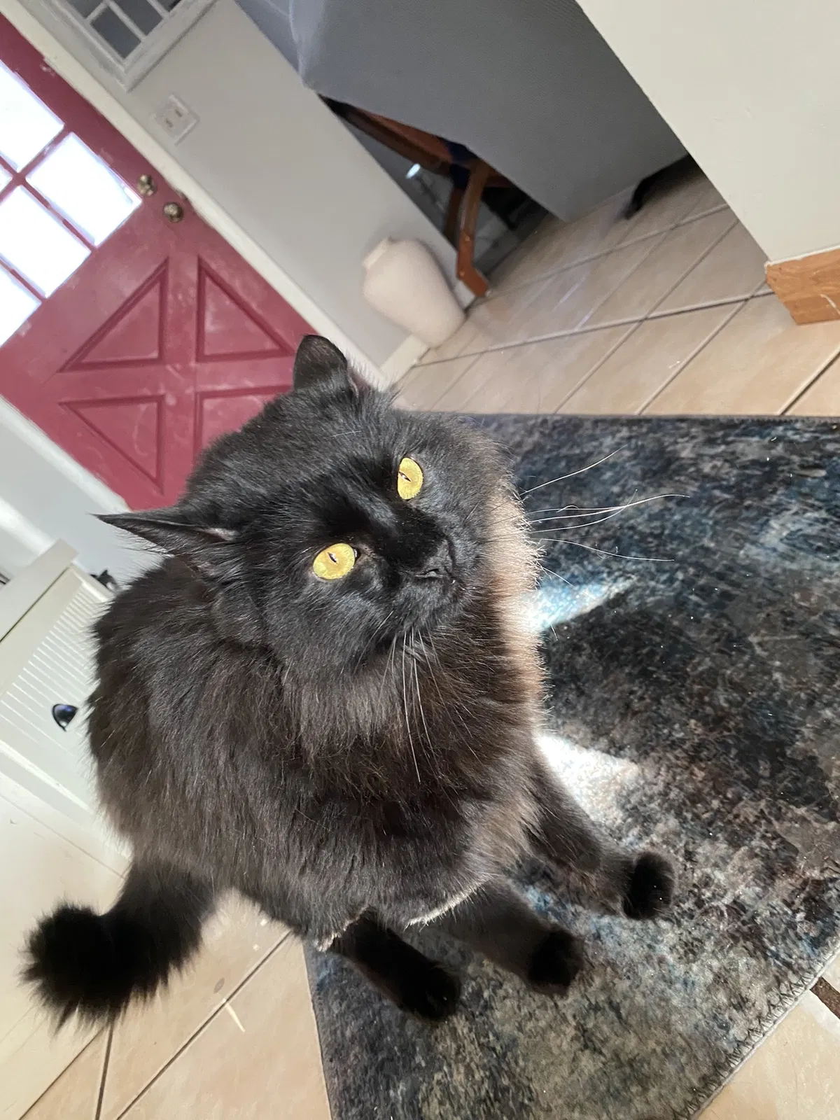 Lost cat in Auburndale, FL, 33823
