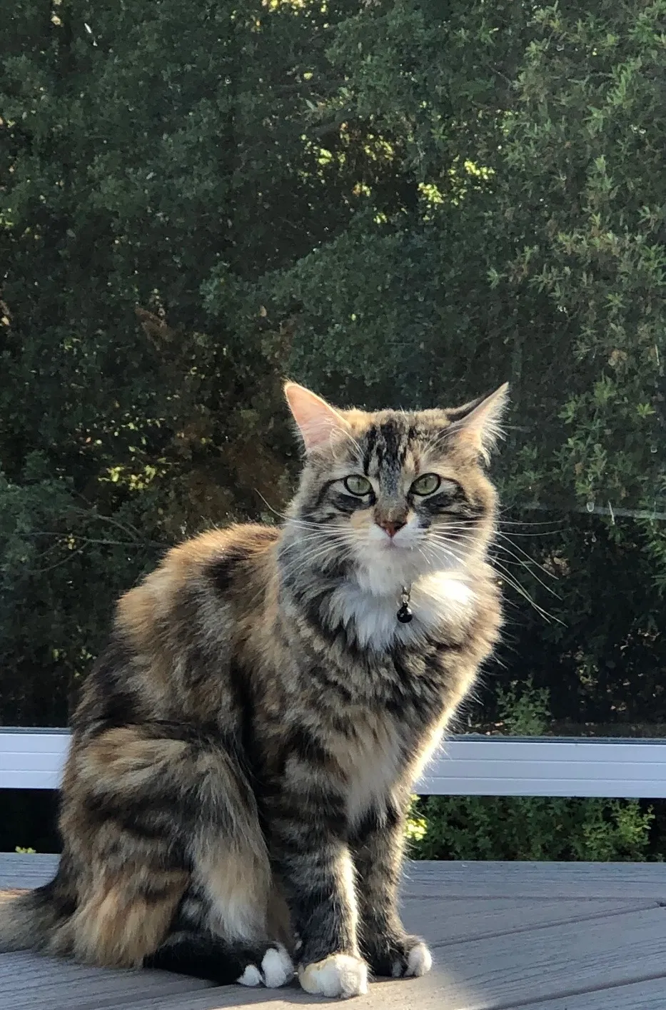 Lost cat in Los Gatos, CA, 95032