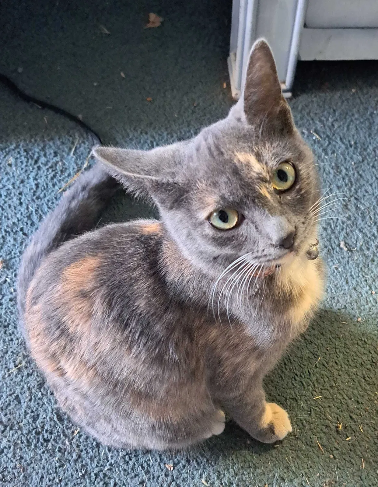 Lost cat in Modesto, CA, 95351