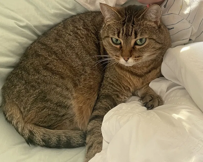 Lost cat in San Diego, CA, 92129