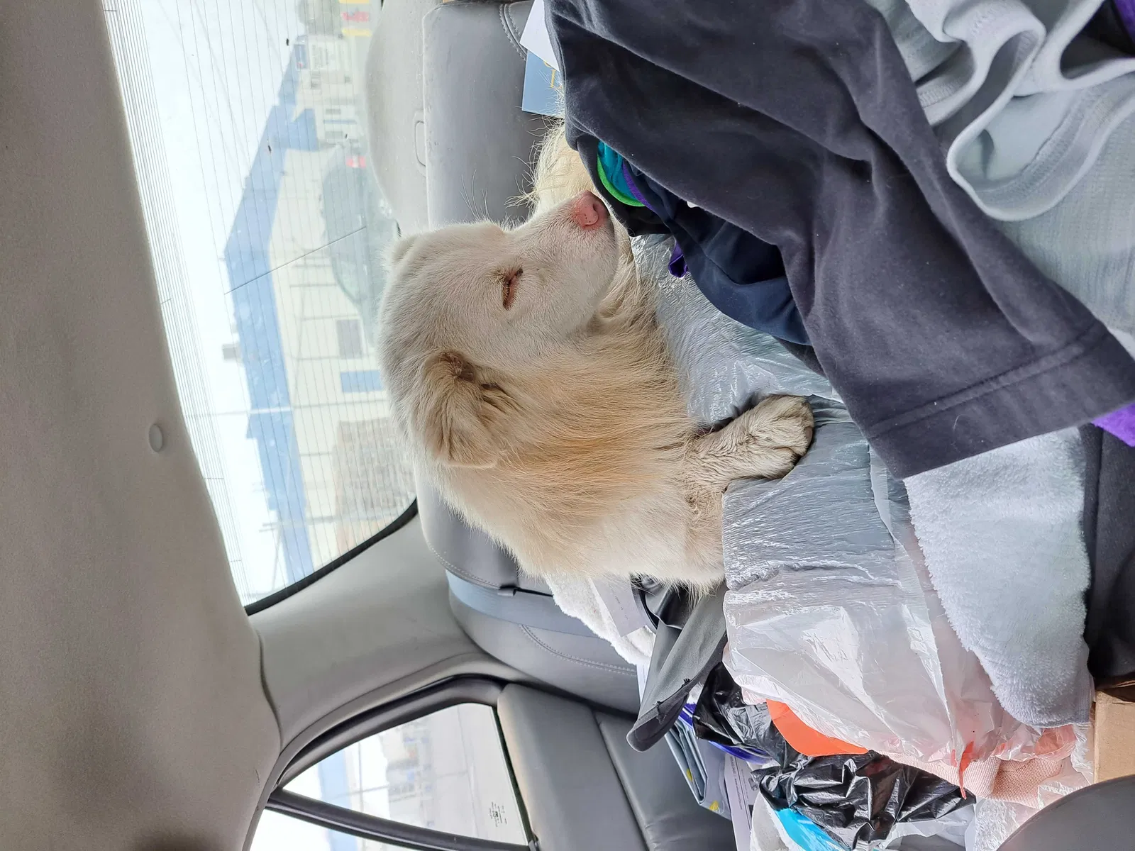 Found dog in Modesto, CA, 95351