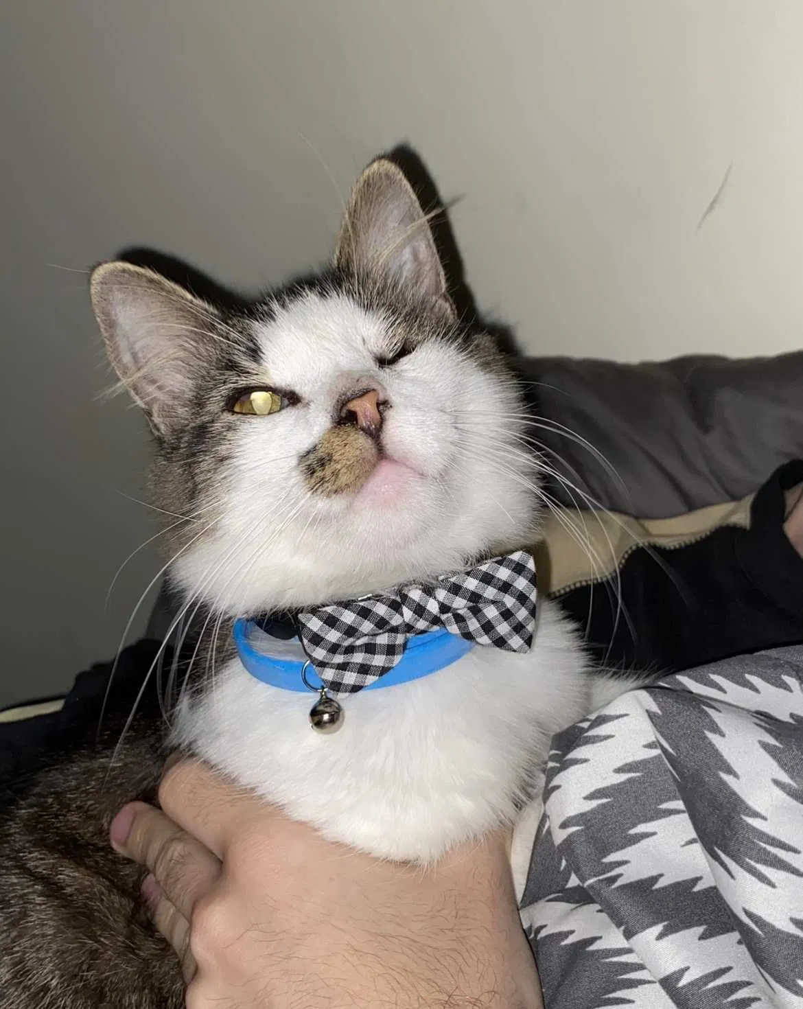 Lost cat in Staten Island, NY, 10303