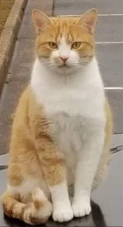 Lost cat in North Little Rock, AR, 72118