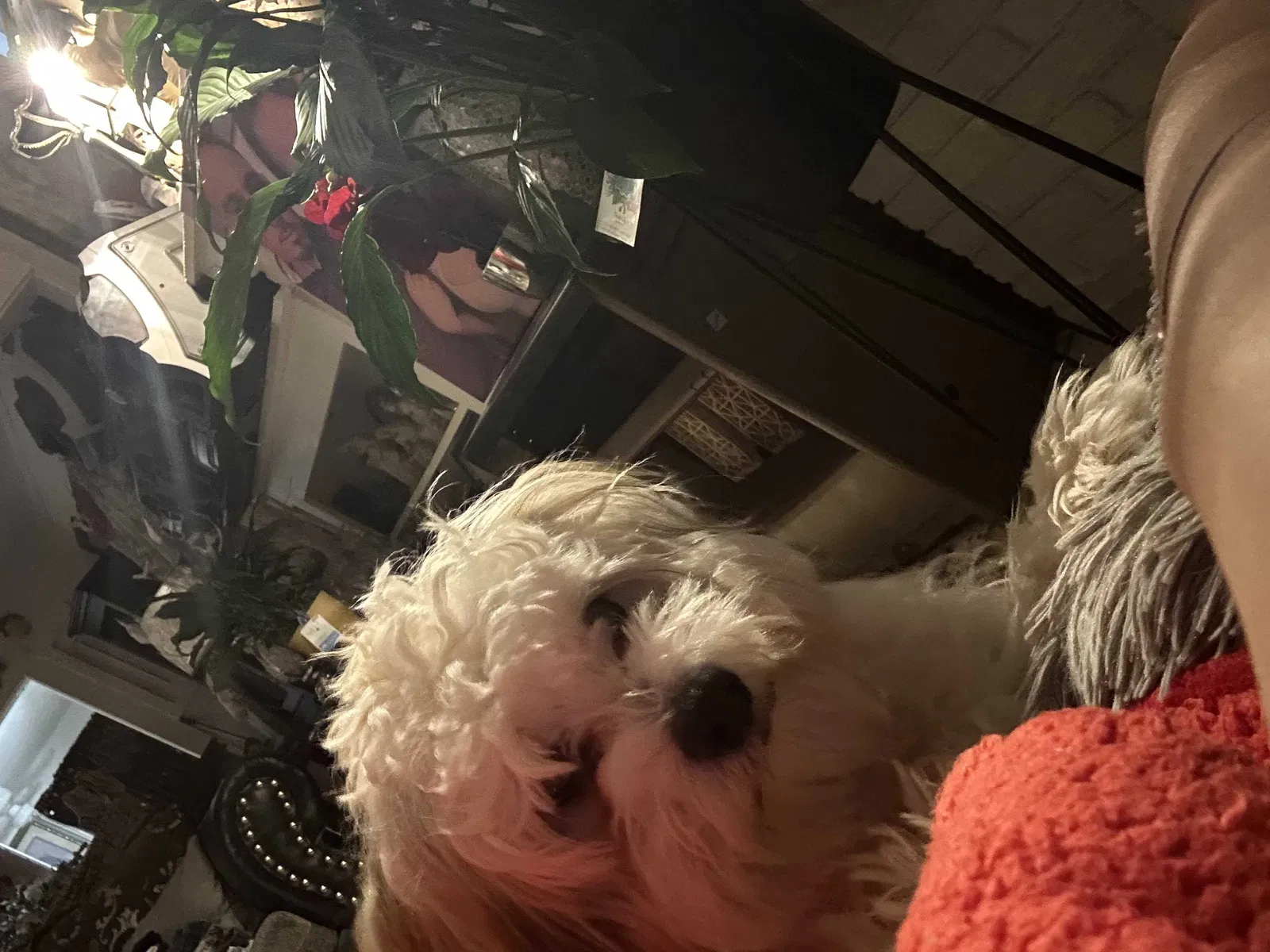 Lost dog in Fort Worth, TX, 76119